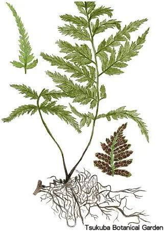 39小イヌワラビ