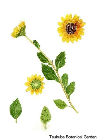 39小ヒマワリ‘サンビリーバブル’