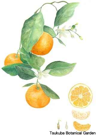 39中高オレンジ