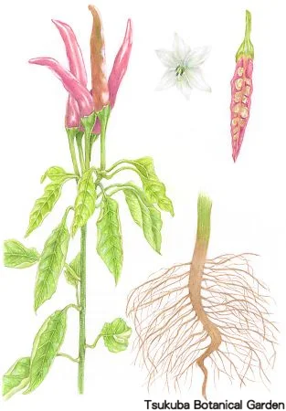 39中高トウガラシ‘鷹の爪’