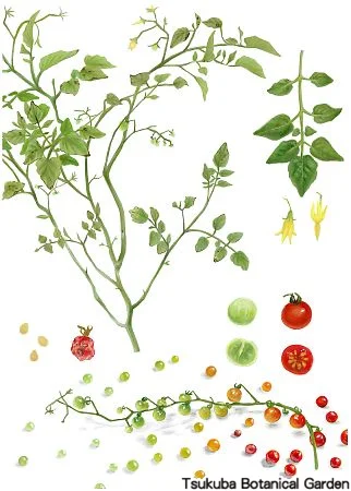 39中高ミニトマト‘マイクロトマト’