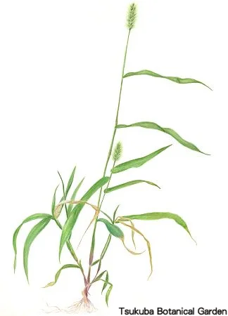 39中高エノコログサ