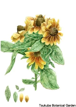 39中高ルドベキア‘トト’