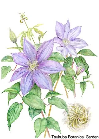 39中高クレマチス