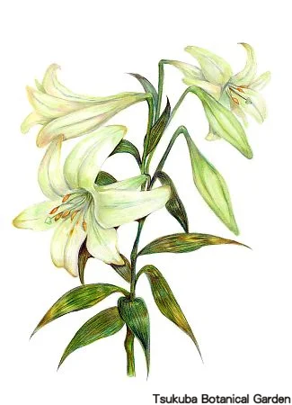 39中高テッポウユリ