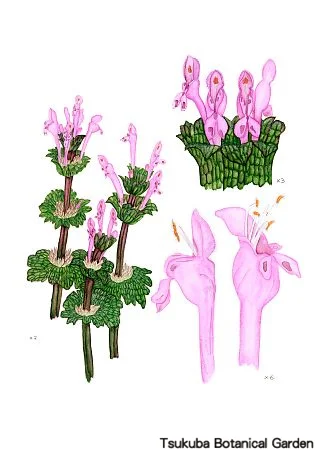 39中高ホトケノザ