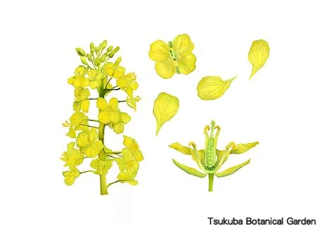 39中高アブラナ