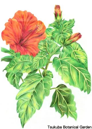 39中高ハイビスカス