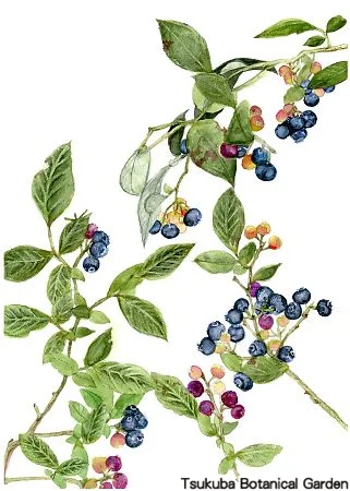 39中高ブルーベリー