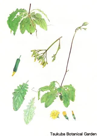 39中高オニタビラコ