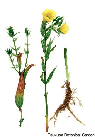 39中高オオマツヨイグサ