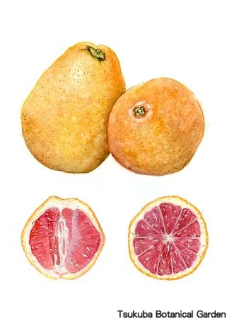 39中高ピンクグレープフルーツ