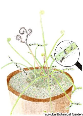 39中高サスマタモウセンゴケ