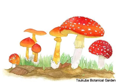 39中高タマゴタケ、ベニテングタケ