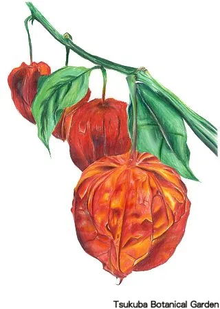 39中高ホオズキ