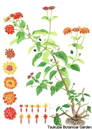 39中高ランタナ