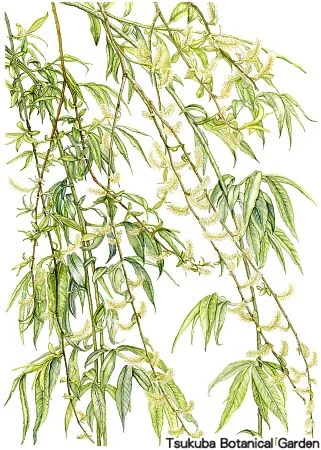 39中高シダレヤナギ