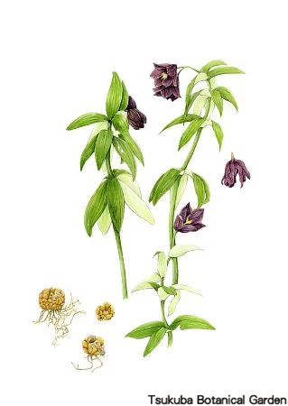 39中高クロユリ