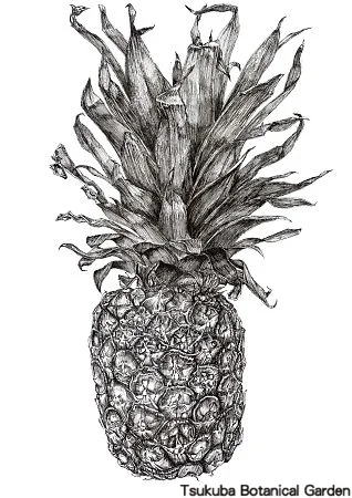 39中高パイナップル