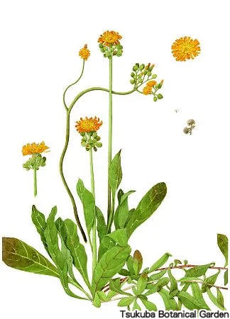 39中高コウリンタンポポ