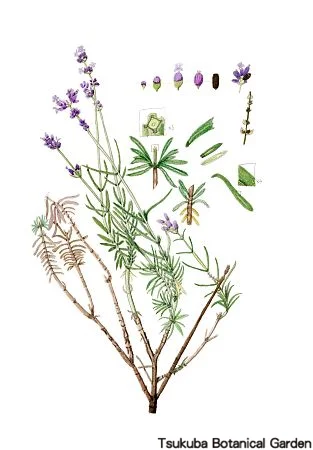 39中高イングリッシュラベンダー