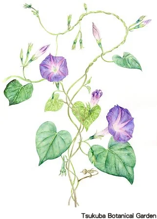 39中高アサガオ