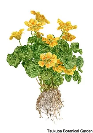 39中高キンレンカ