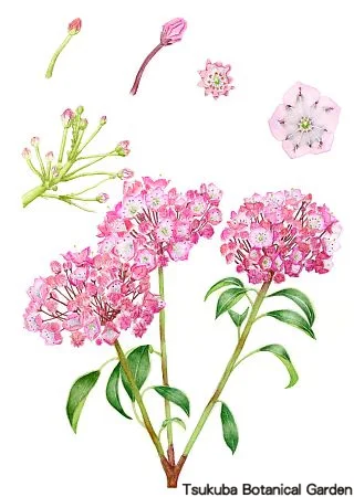 39中高カルミア