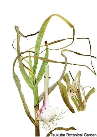 39中高ニンニク