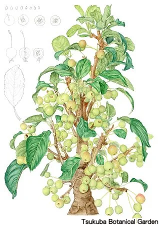 39中高ズミ‘桜姫’