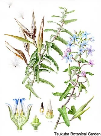 39一般ルリトウワタ