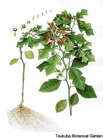 39一般ショウジョウソウ