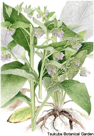 39一般コンフリー