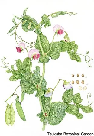 39一般サヤエンドウ