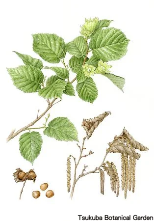 39一般ハシバミ