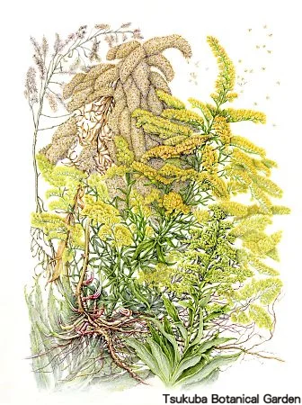 39一般セイタカアワダチソウ