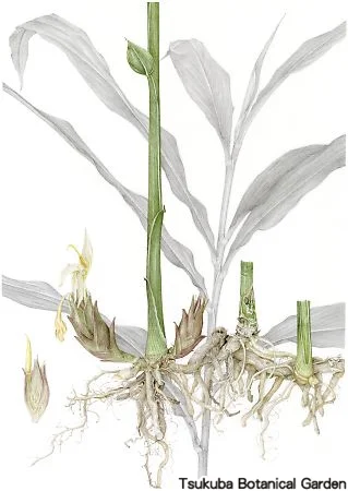 39一般ミョウガ