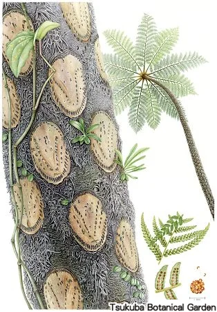 39一般ヒカゲヘゴ