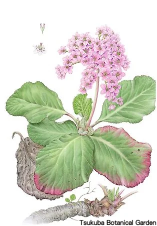 39一般ヒマラヤユキノシタ