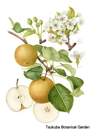 39一般ナシ‘幸水’