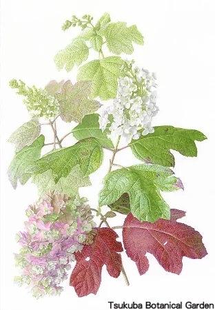 38一般カシワバアジサイ