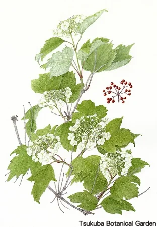 38一般カンボク