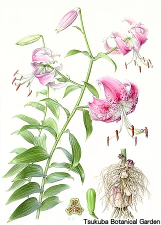 38一般カノコユリ