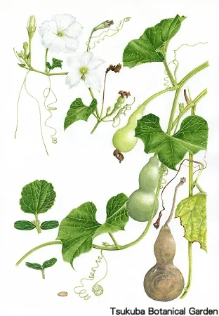 38一般センナリヒョウタン