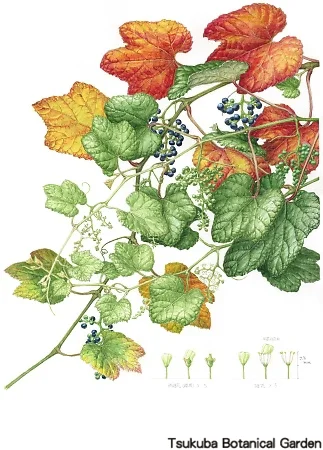 38一般エビヅル