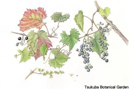 38一般ヤマブドウ