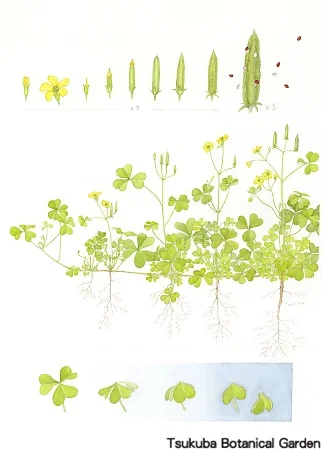 38一般カタバミ