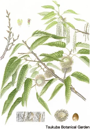 38一般アベマキ