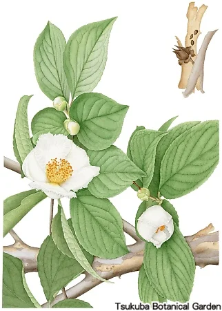 38一般ナツツバキ