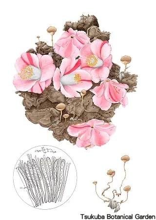 38一般ツバキキンカクチャワンタケ